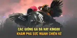 Các Giống Gà Đá Hay KING88 – Khám Phá Sức Mạnh Chiến Kê
