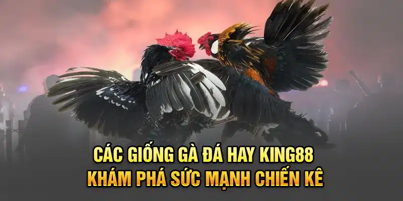 Các Giống Gà Đá Hay KING88 – Khám Phá Sức Mạnh Chiến Kê