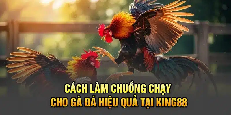 Cách Làm Chuồng Chạy Cho Gà Đá Hiệu Quả Tại KING88