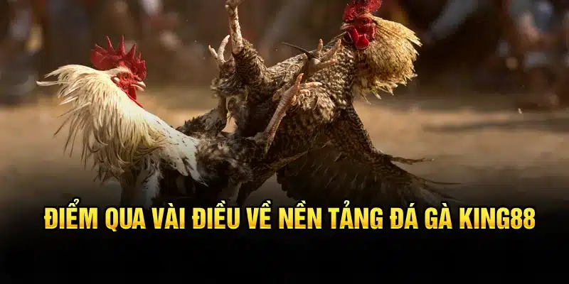 Điểm qua vài điều về nền tảng đá gà KING88