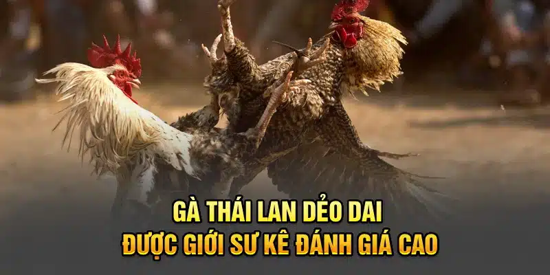 Gà Thái Lan dẻo dai được giới sư kê đánh giá cao