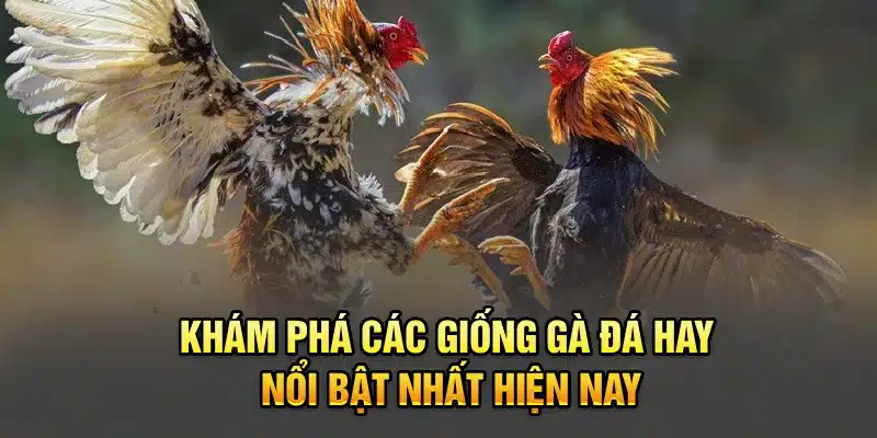 Khám phá các giống gà đá hay nổi bật nhất hiện nay