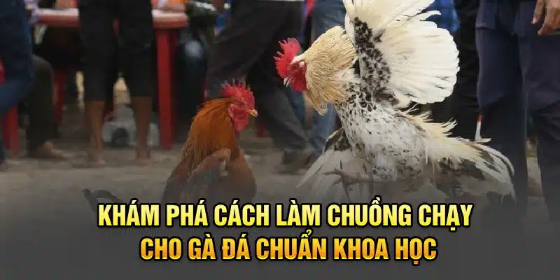Khám phá cách làm chuồng chạy cho gà đá chuẩn khoa học