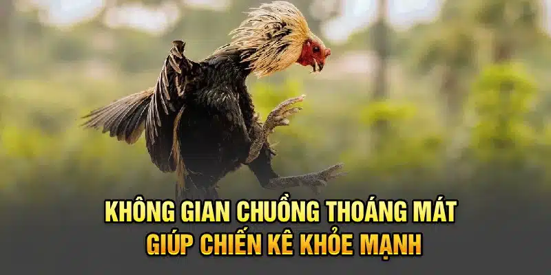 Không gian chuồng thoáng mát giúp chiến kê khỏe mạnh