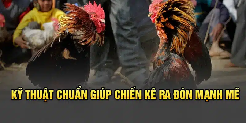 Kỹ thuật chuẩn giúp chiến kê ra đòn mạnh mẽ