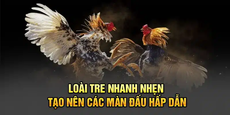 Loài tre nhanh nhẹn tạo nên các màn đấu hấp dẫn