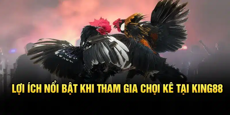 Lợi ích nổi bật khi tham gia chọi kê tại KING88