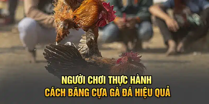 Người chơi thực hành cách băng cựa gà đá hiệu quả
