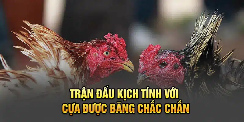 Trận đấu kịch tính với cựa được băng chắc chắn